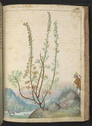 Artemisia abrotanum (Eberraute), aus 