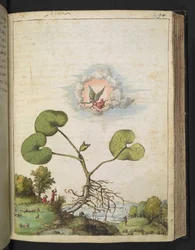 Asarum europaeum, aus 