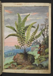 Asplenium trichomanes, aus "Paintings of Flora of the Roman States" von Gherardo Cibo