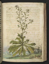 Capsella bursa-pastoris, aus 