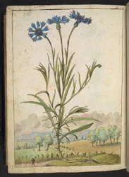 Centaurea cyanus: Eine Blume mit blauen Blütenblättern, aus "Gemälde der Flora der römischen Staaten" von Gherardo Cibo, Add MS 22333, f177v, ca. 1564-84