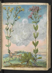 Centaurium erythraea, aus 