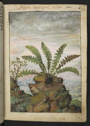 Ceterach officinarum, aus "Paintings of Flora of the Roman States" von Gherardo Cibo