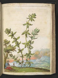 Cruciata laevipes, aus "Gemälde der Flora der römischen Staaten" von Gherardo Cibo, Add MS 22333, f131r, ca. 1564-84