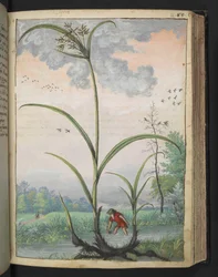 Cyperus serotinus, aus 