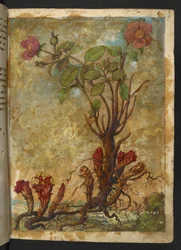 Cytinus hypocistis, aus "Paintings of Flora of the Roman States" von Gherardo Cibo