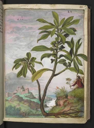 Daphne laureola, aus "Paintings of Flora of the Roman States" von Gherardo Cibo