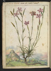 Dianthus longicaulis: Eine Pflanze mit rosa Blütenblättern, aus 