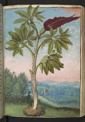 Dracunculus vulgaris, aus "Paintings of Flora of the Roman States" von Gherardo Cibo