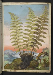 Dryopteris filix mas: Ein Farn, aus "Paintings of Flora of the Roman States" von Gherardo Cibo