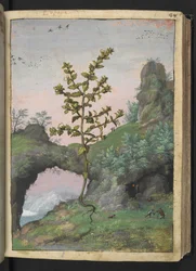 Euphrasia officinalis, aus 