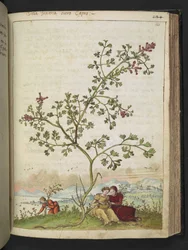Fumaria gaillardotii, aus "Paintings of Flora of the Roman States" von Gherardo Cibo