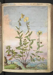 Helianthemum nummularium, aus "Paintings of Flora of the Roman States" von Gherardo Cibo