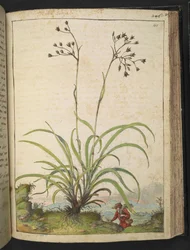 Herba Luccia, aus "Gemälde der Flora der römischen Staaten" von Gherardo Cibo