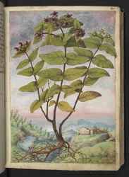Hypericum hircinum, aus "Paintings of Flora of the Roman States" von Gherardo Cibo