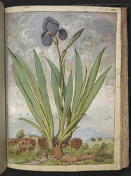 Iris germanica, aus "Paintings of Flora of the Roman States" von Gherardo Cibo
