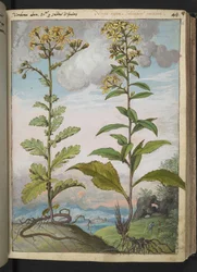 Jacobaeae vulgaris et Senecio ovatu, aus "Gemälde der Flora der römischen Staaten" von Gherardo Cibo, Add MS 22333, f046r, ca. 1564-84