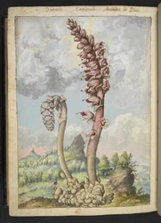 Lathrea squammaria, aus 