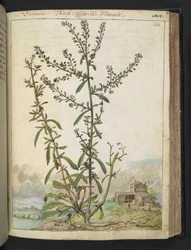 Lepidium graminifolium, aus 
