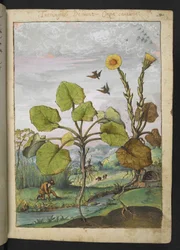 Ligularia tussilaginea (Leopardenpflanze), aus "Paintings of Flora of the Roman States" von Gherardo Cibo