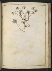 Matricaria chamomilla (Kamille), aus "Gemälde der Flora der römischen Staaten" von Gherardo Cibo, Add MS 22333, f163r, ca. 1564-84