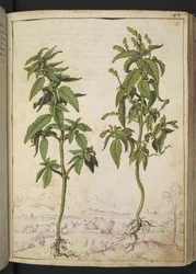 Mercurialis annua, aus "Paintings of Flora of the Roman States" von Gherardo Cibo
