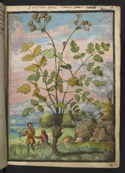 Oenanthe crocata, aus "Paintings of Flora of the Roman States" von Gherardo Cibo