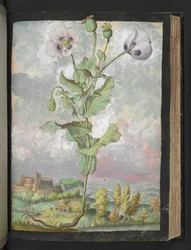 Papaver somniferum: Eine Pflanze mit weißen Blütenblättern, aus "Paintings of Flora of the Roman States" von Gherardo Cibo