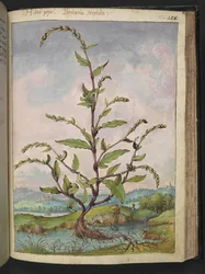 Persicaria hydropiper, aus 