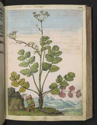 Pimpinella major, aus 