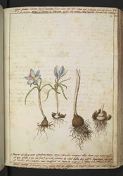 Pflanzen zwischen blauen Blumen, aus "Paintings of Flora of the Roman States" von Gherardo Cibo