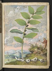 Polygonatum odoratum: Eine Pflanze. Ein Mann mit einer Hacke, aus 