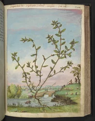 Polygonum aviculare, aus "Paintings of Flora of the Roman States" von Gherardo Cibo