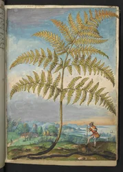 Pteridium aquilinium: Ein Farn, aus "Paintings of Flora of the Roman States" von Gherardo Cibo