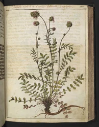 Sanguisorba minor, aus "Gemälde der Flora der römischen Staaten" von Gherardo Cibo, Add MS 22333, f102r, ca. 1564-84