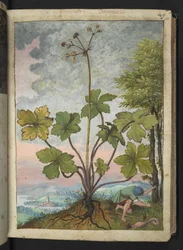 Sanicula europaea und ein Mann, der den Stamm eines Baumes untersucht, aus "Paintings of Flora of the Roman States" von Gherardo Cibo