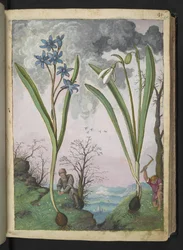 Scilla bifolia und Galanthus nivalis, aus "Paintings of Flora of the Roman States" von Gherardo Cibo
