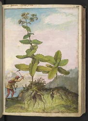 Sedum telephium, aus "Gemälde der Flora der römischen Staaten" von Gherardo Cibo, Add MS 22333, f043r, ca. 1564-84