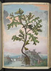 Senecio vulgaris, aus "Paintings of Flora of the Roman States" von Gherardo Cibo