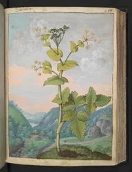 Smyrnium olusatrum, aus "Gemälde der Flora der römischen Staaten" von Gherardo Cibo, Add MS 22333, f069r, ca. 1564-84