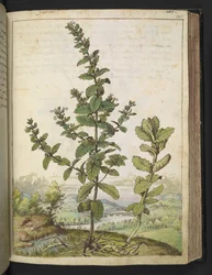 Teucrium scordium, aus 