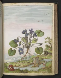 Viola odorata, aus "Gemälde der Flora der römischen Staaten" von Gherardo Cibo, Add MS 22333, f104r, ca. 1564-84