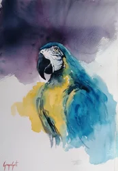 Blauer und gelber Ara