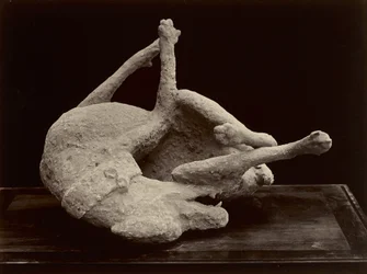 Hund, Pompeji, ca. 1870