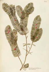Europäische Eibe (Taxus baccata), Taxaceae von Giovanni Antonio Bottione