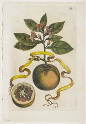 Aurantium Flore Duplici, aus Hesperides, 1646