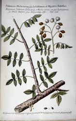 Opobalsamum (Zweig mit Harz) - In „Historia botanica practica, seu plantarum, quae ad usum medianae relevant, nomenclatura, descriptio et virtutes...“ von Giovanni Battista Morandi (? - 1761)