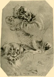 Bologna-Hunde