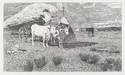 Vor einen Karren gespannte Ochsen (Maremma)