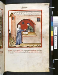 Theatrum sanitatis von Ububchasym de Baldach: 